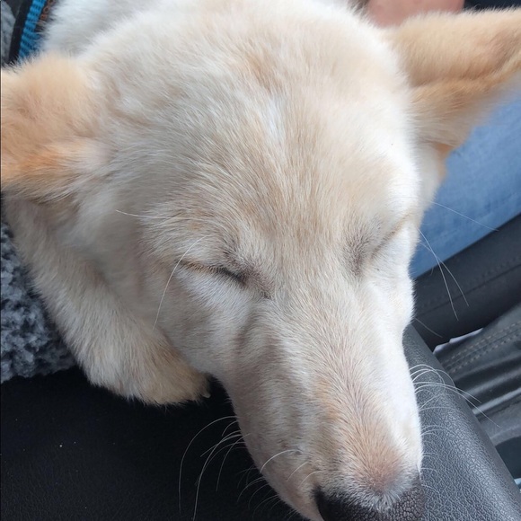 Meet Lukka ! - Picture 4 of 7